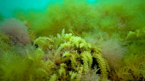Mar Negro Hidroides Obelia Coelenteratos Macrófitas Algas Vermelhas Verdes — Vídeo de Stock