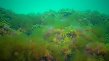 Deniz tabanında Macrophytes, Kırmızı ve Yeşil algler (seramium, Cladophora, Ulva, Enteromorpha) bulunur. Karadeniz 'in Algleri