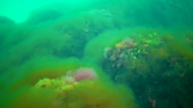 Deniz tabanında Macrophytes, Kırmızı ve Yeşil algler (seramium, Cladophora, Ulva, Enteromorpha) bulunur. Karadeniz 'in Algleri