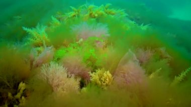 Deniz tabanında Macrophytes, Kırmızı ve Yeşil algler (seramium, Cladophora, Ulva, Enteromorpha) bulunur. Karadeniz 'in Algleri