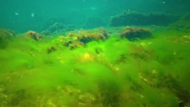 Deniz tabanında Macrophytes, Kırmızı ve Yeşil algler (seramium, Cladophora, Ulva, Enteromorpha) bulunur. Karadeniz 'in Algleri