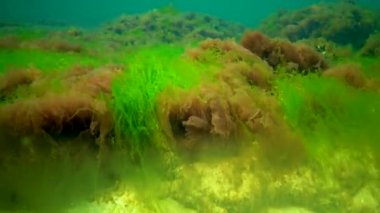 Deniz tabanında Macrophytes, Kırmızı ve Yeşil algler (seramium, Cladophora, Ulva, Enteromorpha) bulunur. Karadeniz 'in Algleri
