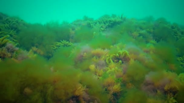 Makrofiták Vörös Zöld Algák Ceramium Cladophora Ulva Enteromorpha Tengerfenéken Fekete — Stock videók