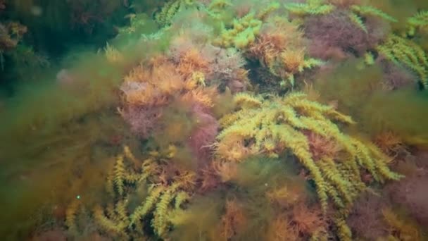 Mar Negro Hidroides Obelia Coelenteratos Macrófitas Algas Vermelhas Verdes — Vídeo de Stock