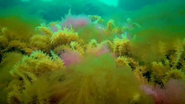 奥贝拉水合物 肠系动物 大型红藻和绿藻 — 图库视频影像