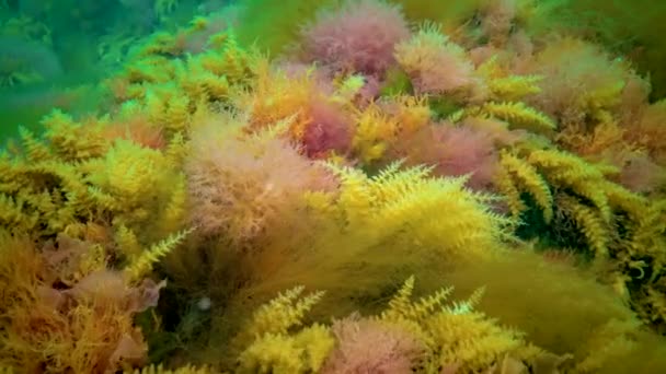 Mar Negro Hidroides Obelia Coelenteratos Macrófitas Algas Vermelhas Verdes — Vídeo de Stock