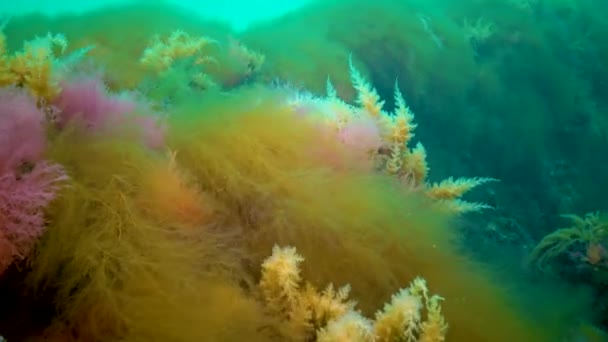 Morze Czarne Hydroidy Obelia Coelenterates Makrofity Glony Czerwone Zielone — Wideo stockowe