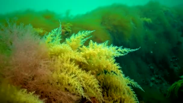 Mar Negro Hidroides Obelia Coelenteratos Macrófitas Algas Vermelhas Verdes — Vídeo de Stock