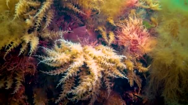 Mar Nero Idroidi Obelia Coelenterati Macrofite Alghe Rosse Verdi — Video Stock