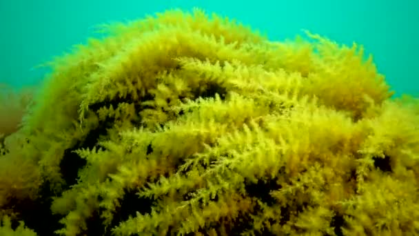 Mar Negro Hidroides Obelia Coelenteratos Macrófitas Algas Vermelhas Verdes — Vídeo de Stock