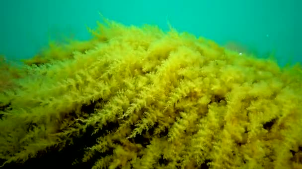 Black Sea Hydroids Obelia Coelenterates Macrophytes Red Green Algae — Stock Video