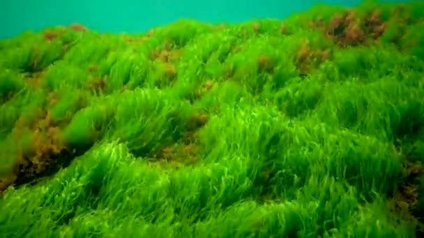 Makrofyter Röda Och Gröna Alger Ceramium Cladophora Ulva Enteromorpha Havsbotten — Stockvideo