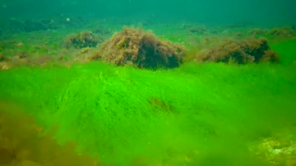 Macrophytes Red Green Algae Ceramium Cladophora Ulva Enteromorpha Seabed Algas — Vídeos de Stock