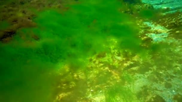 Makrofyty Červené Zelené Řasy Ceramium Cladophora Ulva Enteromorpha Mořském Dně — Stock video