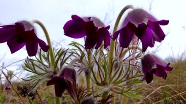 Nesli tükenmekte olan bitkiler, doğu pasqueflower, kesme yapraklı anemon (Pulsatilla patens), Ukrayna 'nın Kırmızı Kitabı