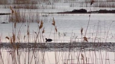 Ukrayna, Tiligul haliçlerinin üst kısımlarında yuva yapan kuşlarla dolu seller ve bataklıklar.
