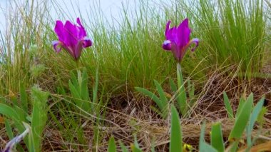 Nesli tükenmekte olan bozkır bitkisi pigme iris ya da cüce iris (Iris pumila), Ukrayna 'nın Kırmızı Kitabı