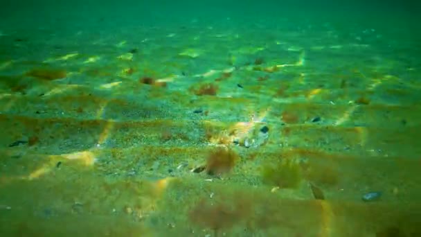 海底のマクロフィテス 紅藻と緑藻 セラミウム クロドフォラ ウルヴァ エンテロモルファ 黒海の藻類 — ストック動画