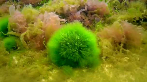 海底的大型植物 红藻和绿藻 克洛索拉 乌尔瓦 肠形体 黑海地区的海鸥 — 图库视频影像