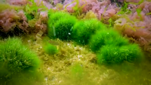 Macrophytes Red Green Algae Ceramium Cladophora Ulva Enteromorpha Seabed Algae — Stock Video