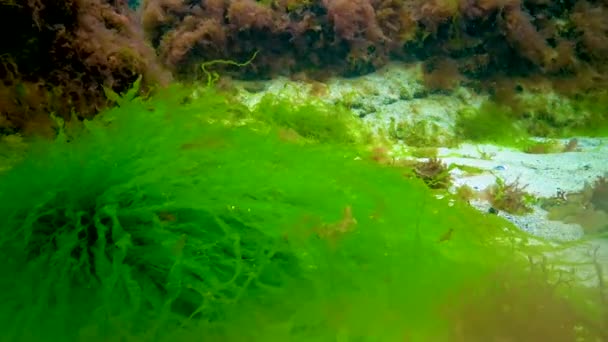 Macrophytes Red Green Algae Ceramium Cladopdoo Ulva Enteromorpha 해저에 조류이다 — 비디오