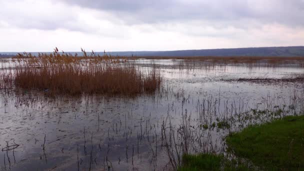 ウクライナのティリグル河口の上部に営巣する鳥と氾濫原と沼 — ストック動画