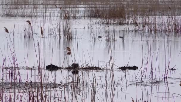 Überschwemmungsgebiete Und Sümpfe Mit Nistenden Vögeln Oberlauf Der Tiligul Mündung — Stockvideo