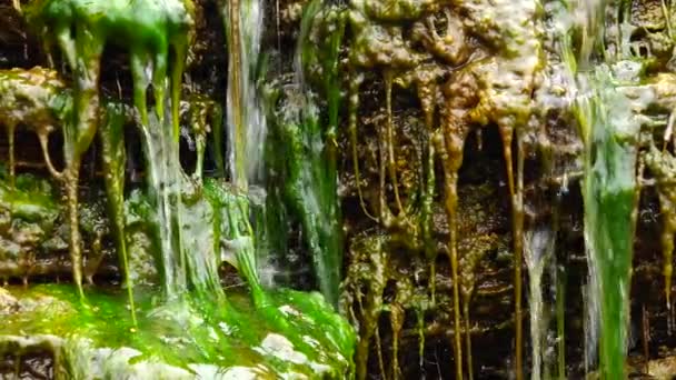 Зеленые Водоросли Enteromorpha Ulva Растут Небольшом Водопаде Соленой Водой Устье — стоковое видео