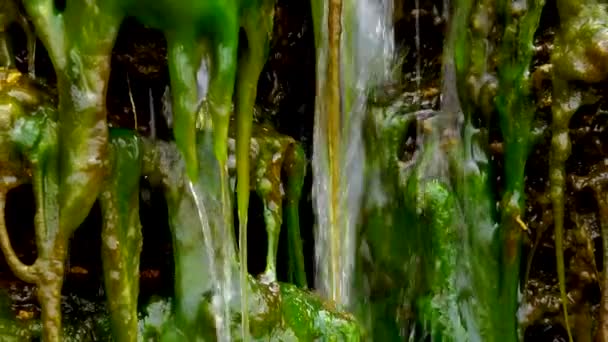Зеленые Водоросли Enteromorpha Ulva Растут Небольшом Водопаде Соленой Водой Устье — стоковое видео