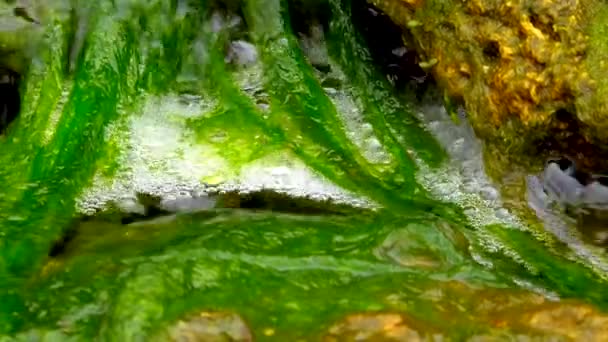 Groene Algen Enteromorpha Ulva Groeien Een Kleine Waterval Met Zout — Stockvideo