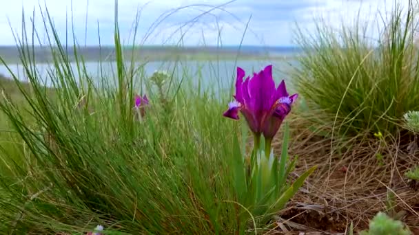 絶滅の危機に瀕した草原植物ピグミー虹彩や小人虹彩 アイリス ポムイラ ウクライナのレッドブック — ストック動画