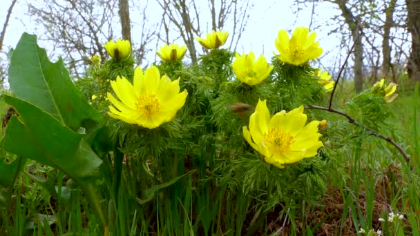 Veszélyeztetett Lágyszárú Növény Tavaszi Fácán Szeme Hamis Hellebore Adonis Vernalis — Stock videók