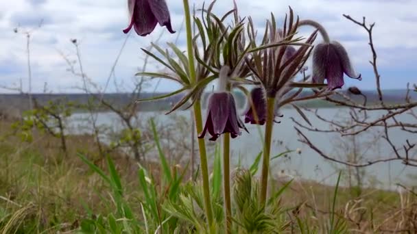 Endangered Herbaceous Plant Eastern Pasqueflower Cutleaf Anemone Pulsatilla Patens Red — Stock Video