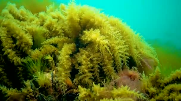 Mar Nero Idroidi Obelia Coelenterati Macrofite Alghe Rosse Verdi — Video Stock