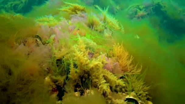 Karadeniz Hidroidler Obelia Coelenterates Makrofirler Kırmızı Yeşil Algler — Stok video