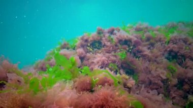 Karadeniz ve Ukrayna 'da taşların üzerindeki yeşil, kahverengi ve kırmızı alglerin farklı türleri