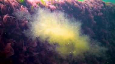 İstilacı bir alg türü (Desmarestia viridis), Ukrayna 'nın Karadeniz kentinde kırmızı ve yeşil alglerin arka planında yüzer.