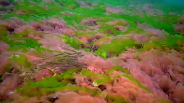 Karadeniz ve Ukrayna 'da taşların üzerindeki yeşil, kahverengi ve kırmızı alglerin farklı türleri