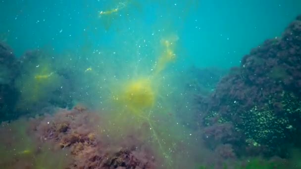 Una Specie Invasiva Alghe Desmarestia Viridis Galleggia Uno Sfondo Alghe — Video Stock