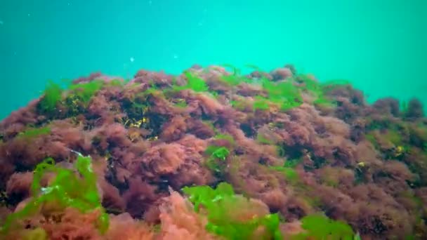 Diferentes Tipos Algas Verdes Marrones Rojas Sobre Piedras Mar Negro — Vídeo de stock