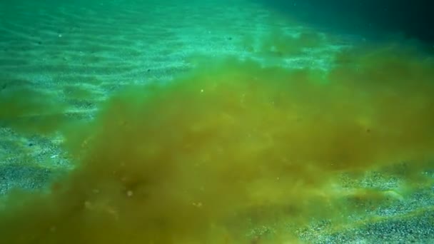 Una Specie Invasiva Alghe Desmarestia Viridis Galleggia Uno Sfondo Alghe — Video Stock