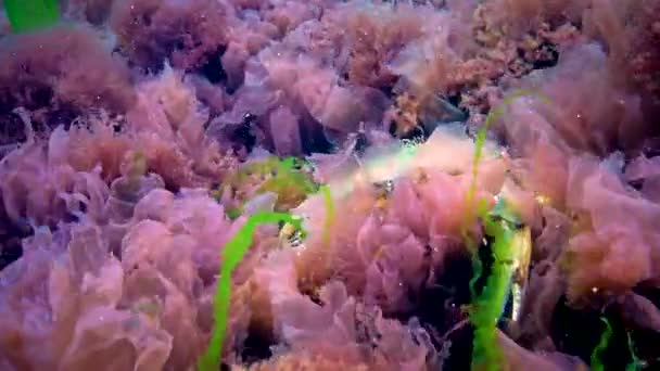 Caranguejo Grande Escondido Entre Algas Vermelhas Mar Negro — Vídeo de Stock