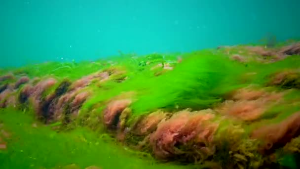 Diferentes Tipos Algas Verdes Marrones Rojas Sobre Piedras Mar Negro — Vídeos de Stock