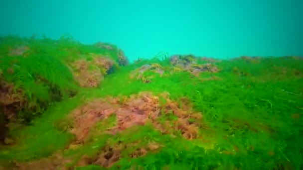 乌克兰黑海石子上的绿藻 褐藻和红藻的不同类型 — 图库视频影像