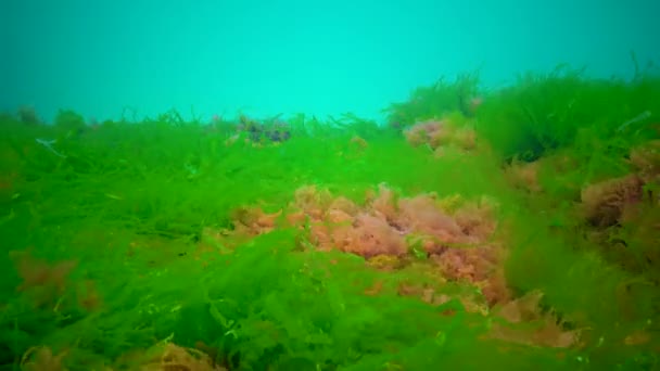 Różne Rodzaje Zielonych Brązowych Czerwonych Alg Kamieniach Morzu Czarnym Ukraina — Wideo stockowe