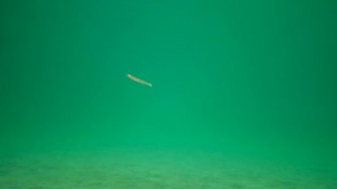 Karadeniz Balığı, Akdeniz Kum Yılanbalığı (Gymnammodytes cicerelus), Karadeniz