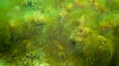 Deniz tabanında Macrophytes, Kırmızı ve Yeşil algler (seramium, Cladophora, Ulva, Enteromorpha) bulunur. Karadeniz 'in Algleri