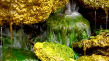 Yeşil Algler (Enteromorpha, Ulva), tuzlu su, Tiligul haliçleri, Ukrayna 'da bulunan küçük bir şelalede yetişir.