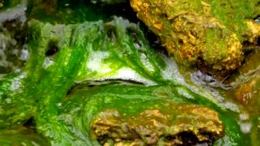 Yeşil Algler (Enteromorpha, Ulva), tuzlu su, Tiligul haliçleri, Ukrayna 'da bulunan küçük bir şelalede yetişir.