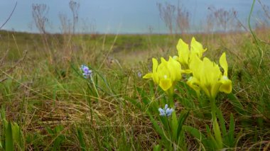 Nesli tükenmekte olan bozkır bitkisi pigme iris ya da cüce iris (Iris pumila), Ukrayna 'nın Kırmızı Kitabı